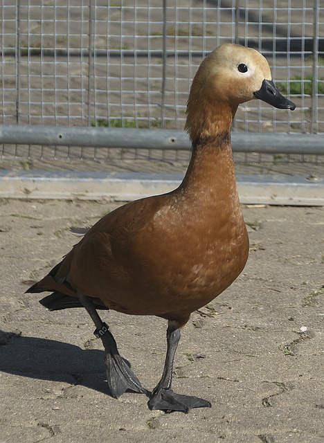 局面