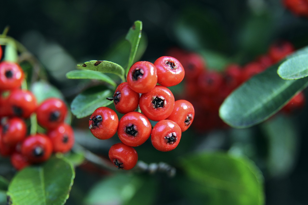 埃梅里的戰 埃梅里的戰